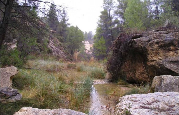 Hierba y agua