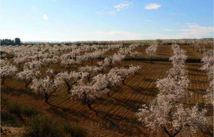 Campo con plantas