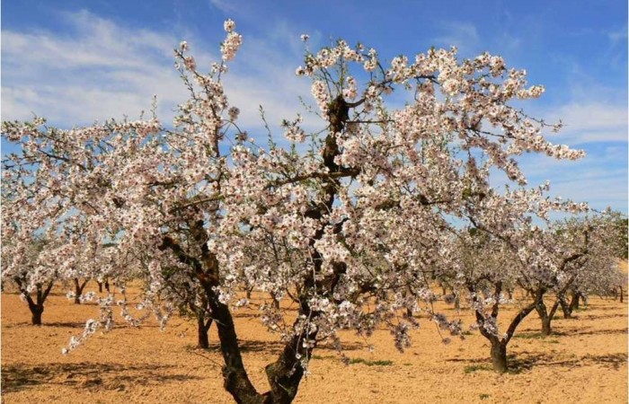 Árbol en Flor