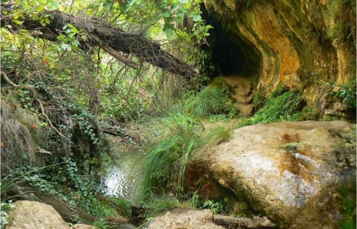 Plantas y piedras